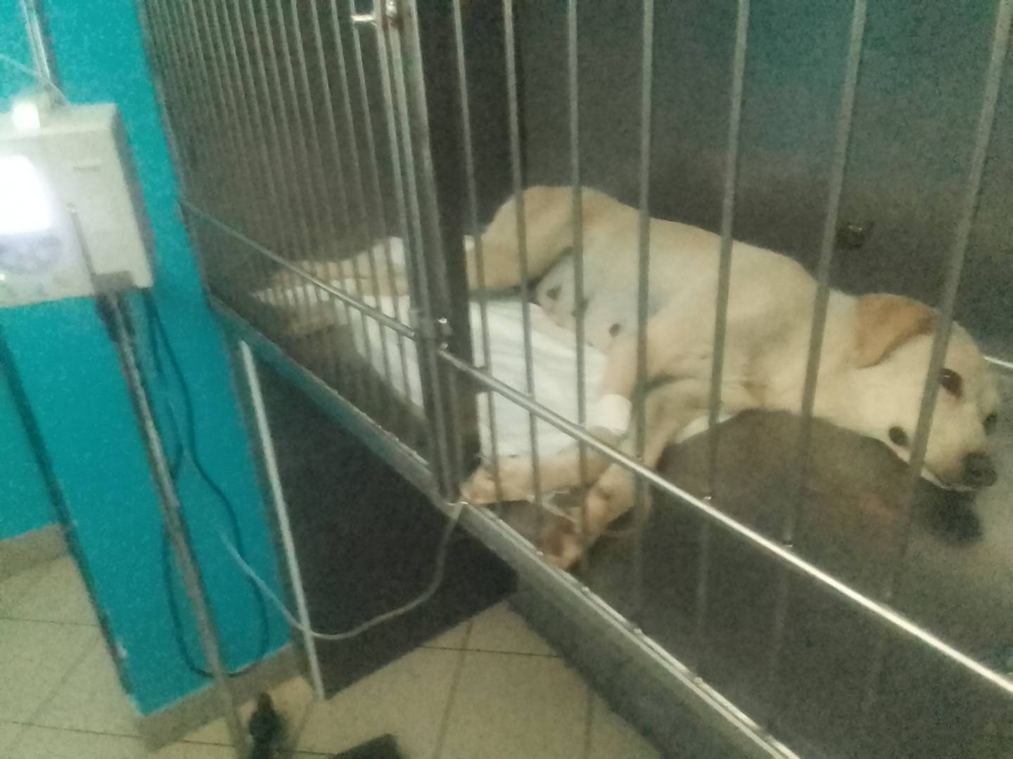 Adotta un cane, taglia media, femmina, Cuneo