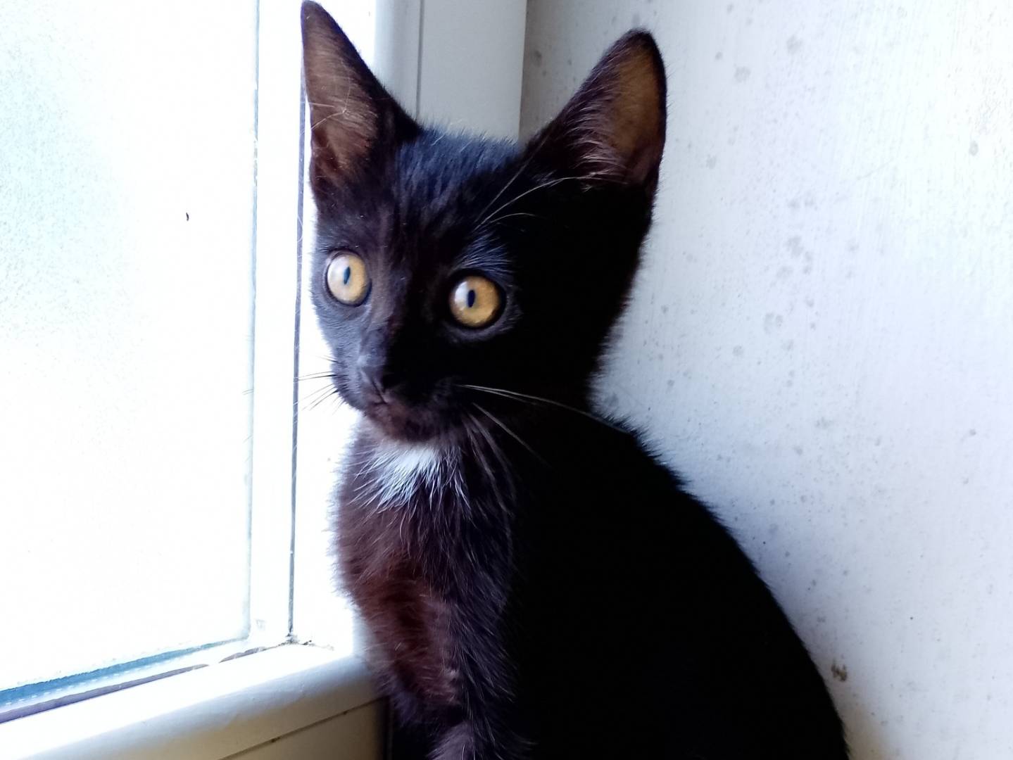 Adozione gatto, maschio, Razza sconosciuta Razza sconosciuta, 2 mesi, taglia non valida, Verona