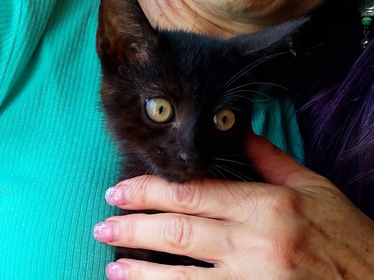 Adotta un gatto, femmina, 2 mesi, Verona