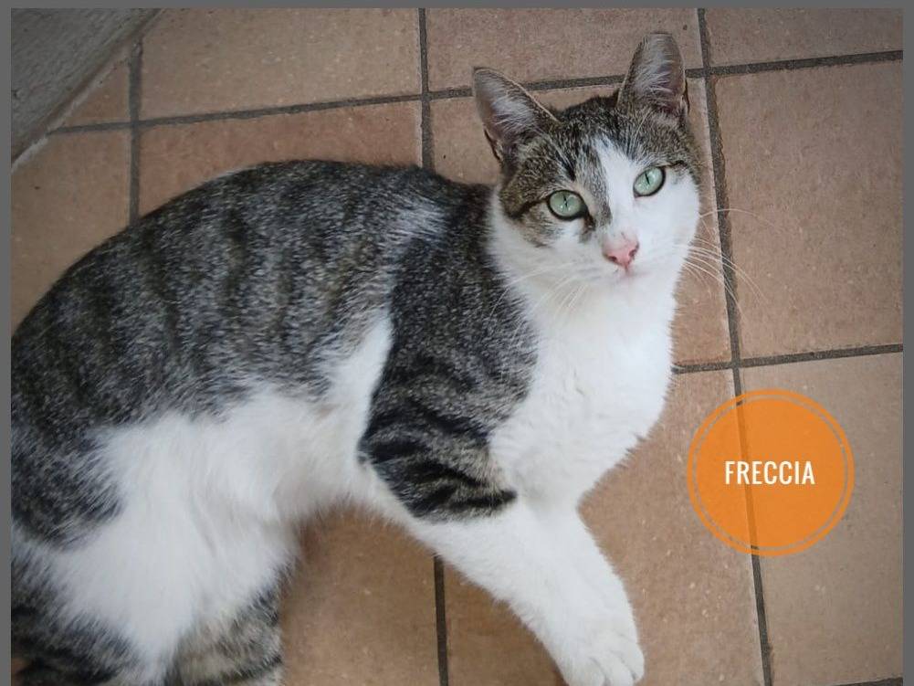 Adozione gatto, femmina, Razza sconosciuta Razza sconosciuta, 1 anno e 8 mesi, taglia non valida, Verona