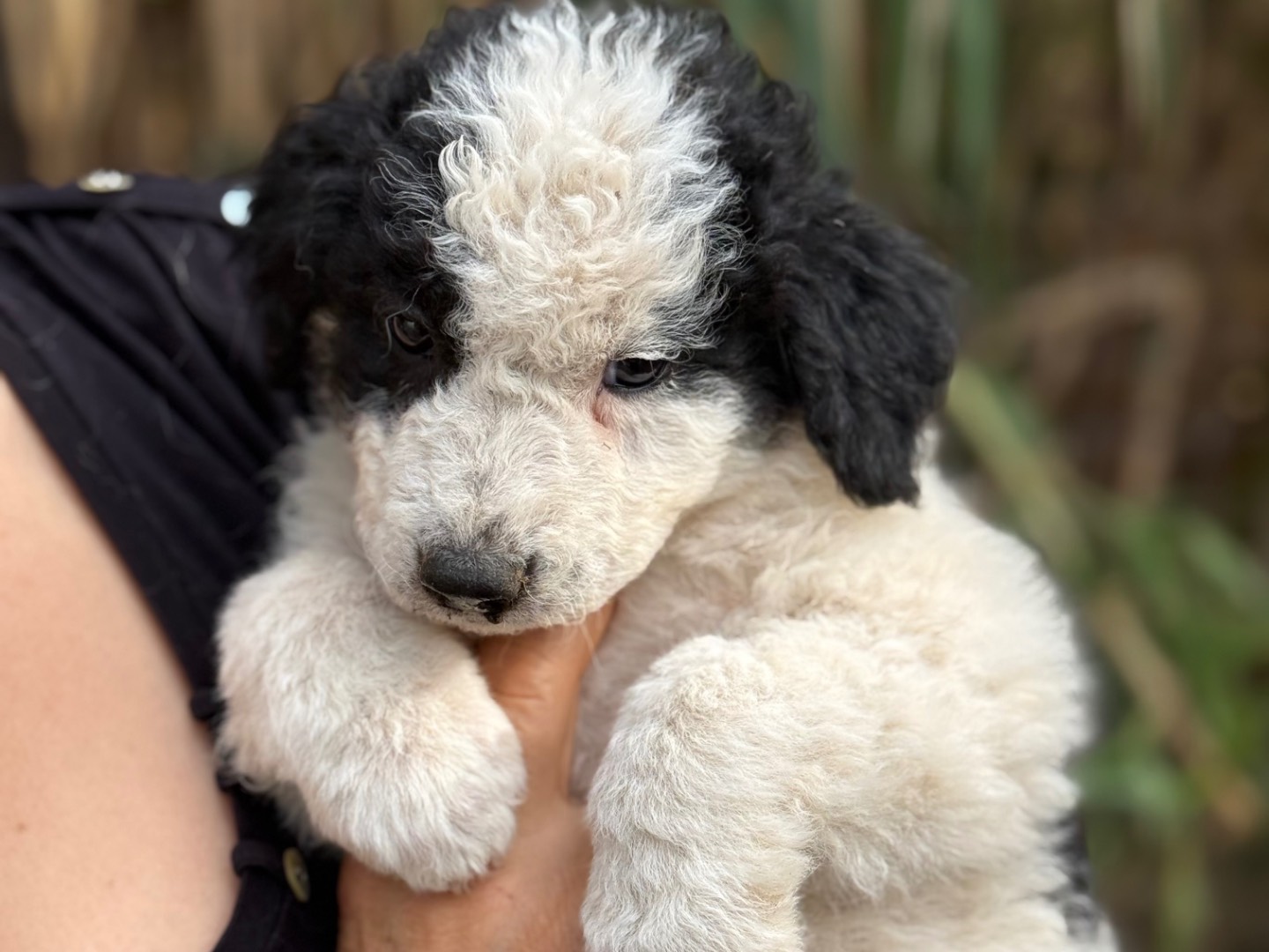 Adotta un cane, femmina, 4 mesi, Catanzaro