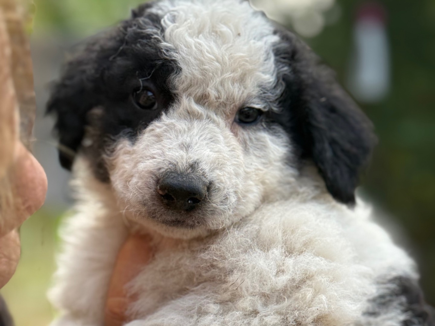 Adotta un cane, taglia media, femmina, Catanzaro