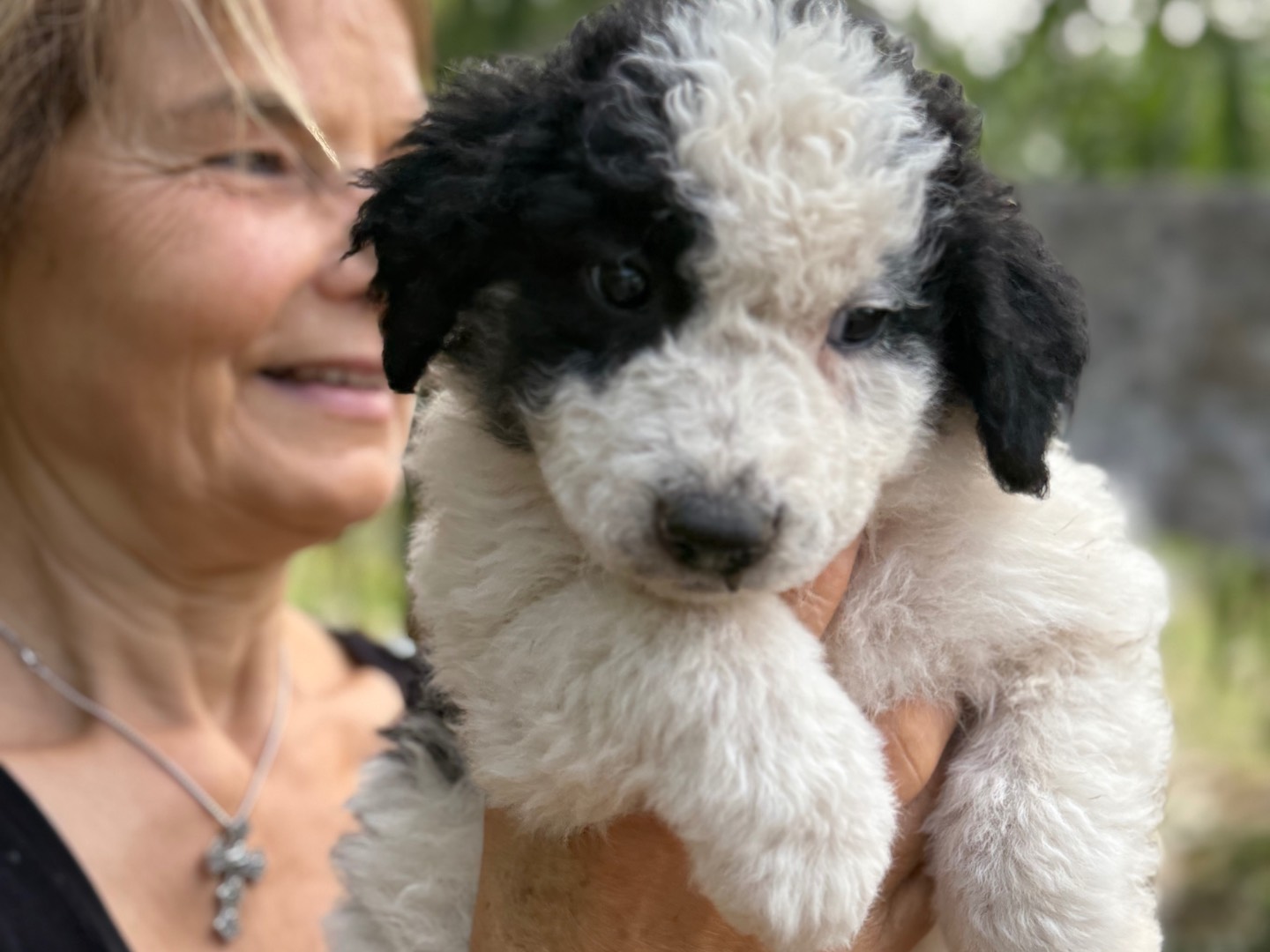 Adotta il cane Curly a Catanzaro