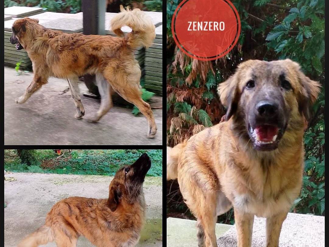 Adozione cane, maschio, Razza sconosciuta Razza sconosciuta, 1 anno e 8 mesi, taglia media, Verona