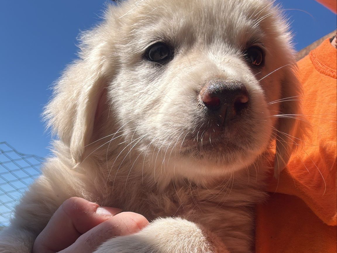 Adotta un cane, femmina, 4 mesi, Catanzaro