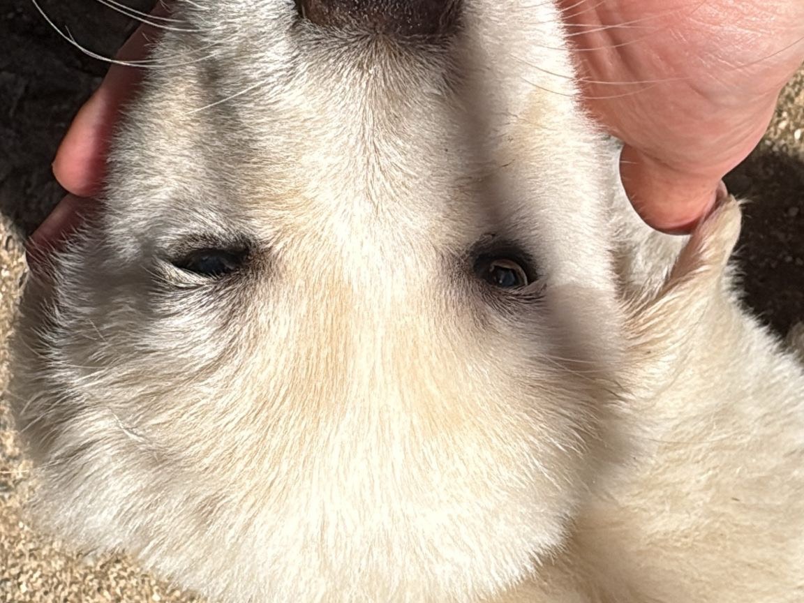 Adotta un cane, taglia media, femmina, Catanzaro