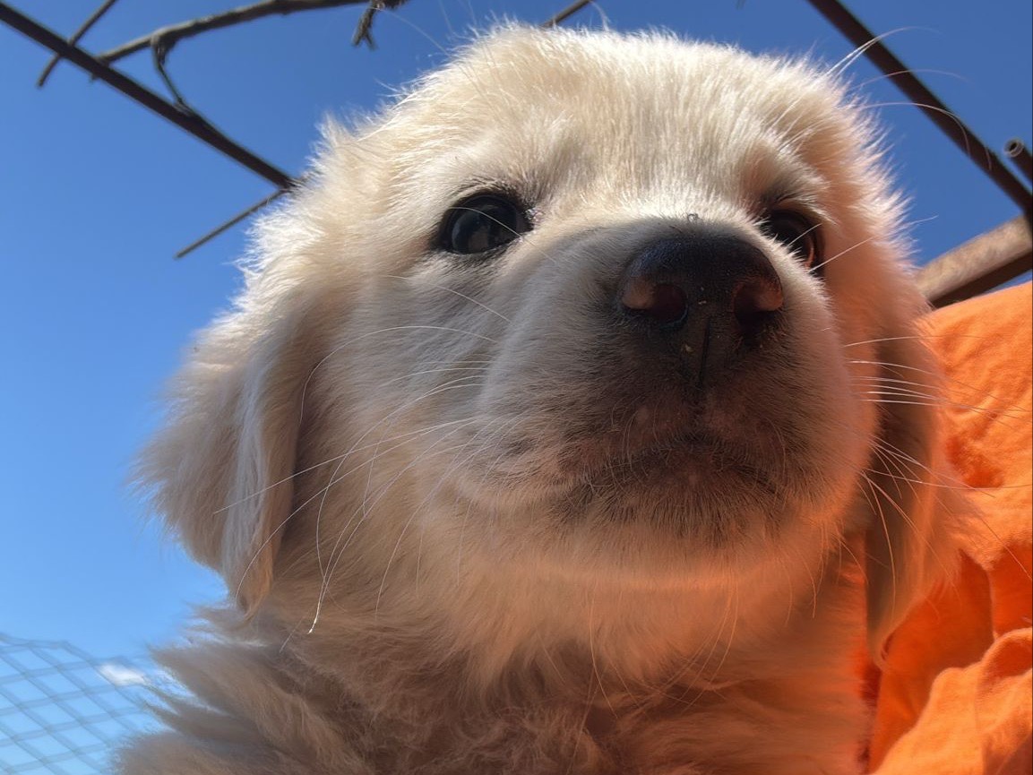 Vuoi adottare un cane a Catanzaro?
