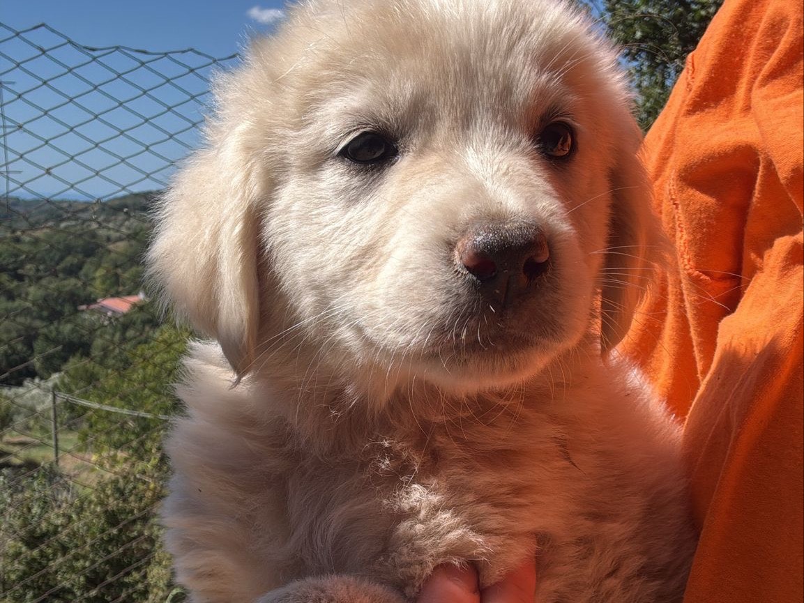 Adotta il cane Leia a Catanzaro