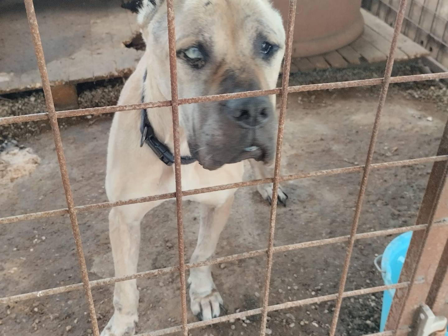 Adozione cane, femmina, Dogo Argentino Razza sconosciuta, 4 anni, taglia grande, Napoli