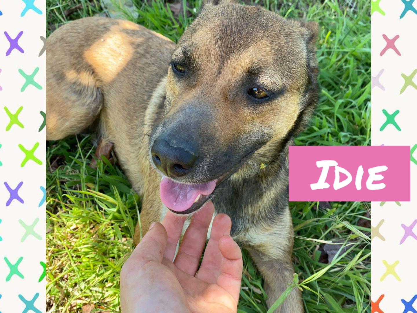 Adozione cane, femmina, Razza sconosciuta Razza sconosciuta, 1 anno e 8 mesi, taglia media contenuta, Catanzaro