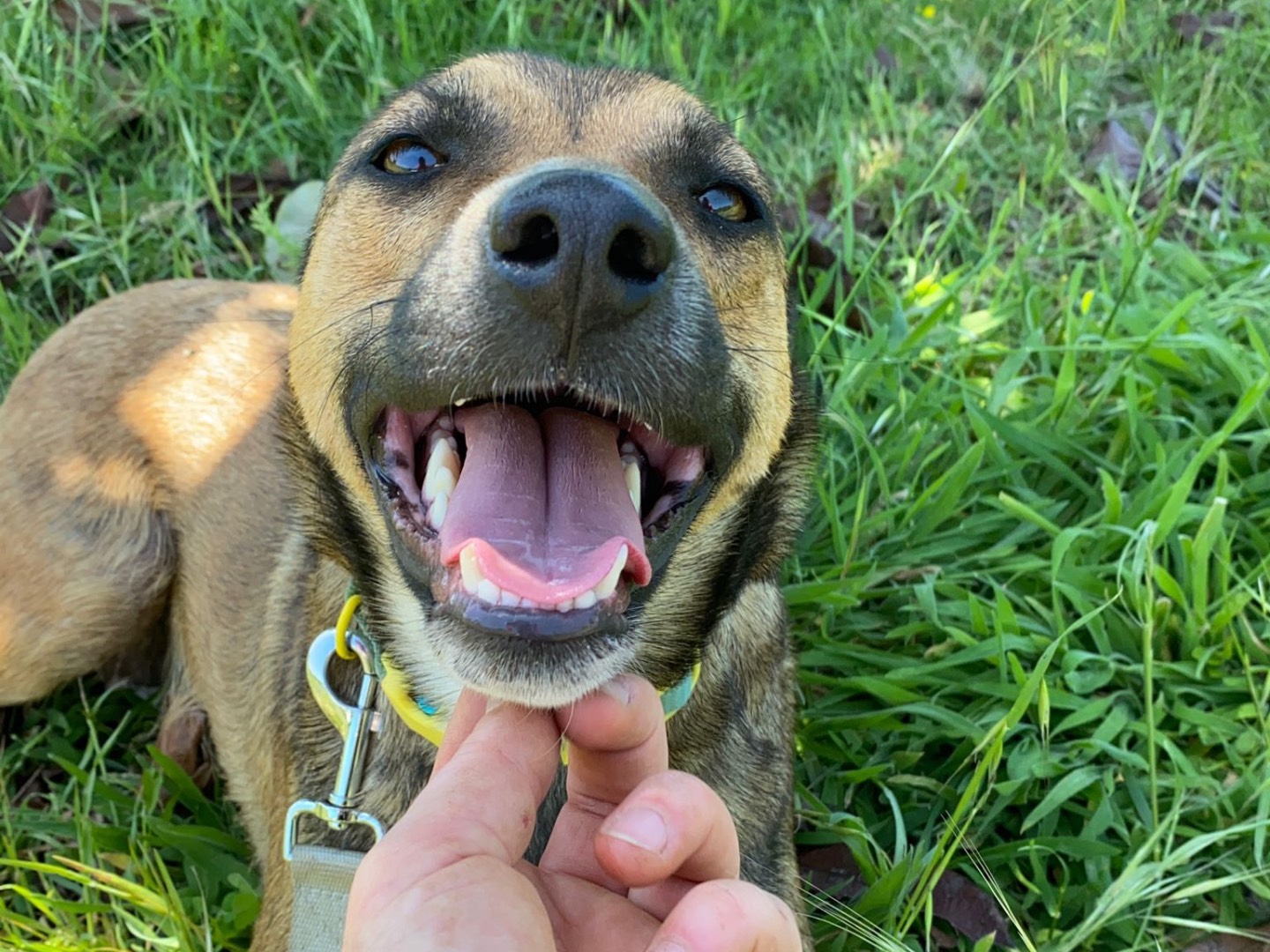 Adotta un cane, femmina, 1 anno e 8 mesi, Catanzaro