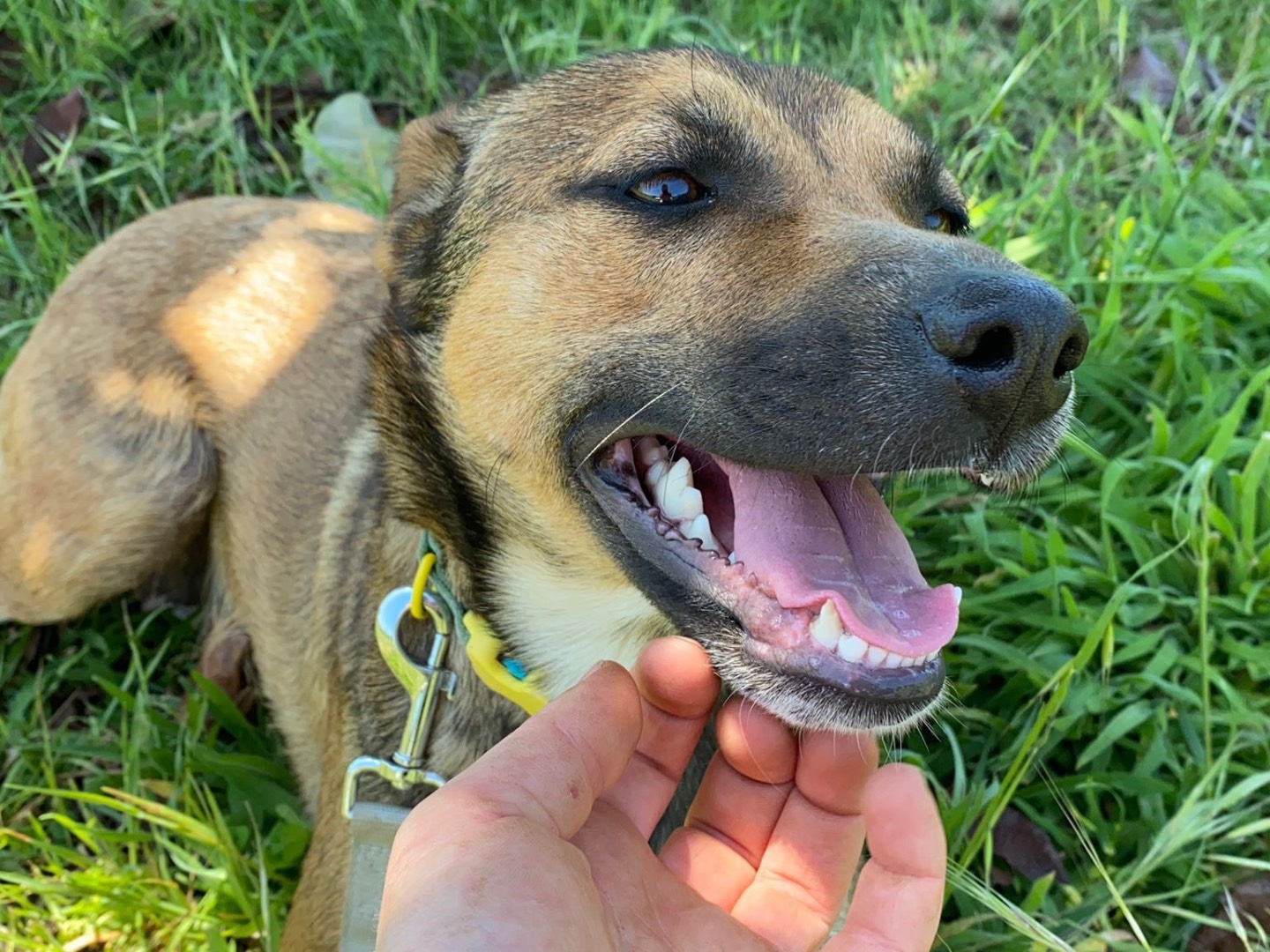 Adotta un cane, taglia media contenuta, femmina, Catanzaro