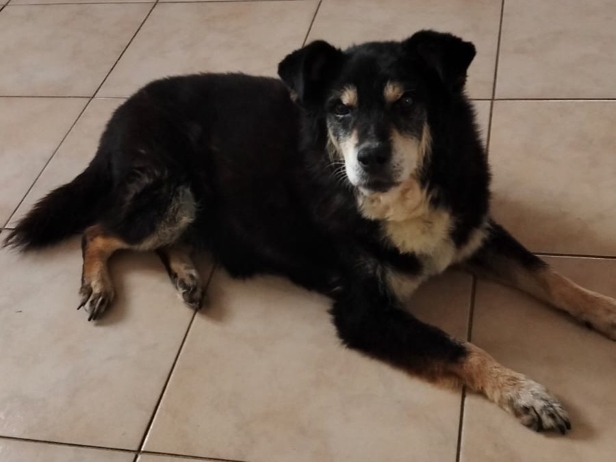 Adotta un cane, maschio, 14 anni e 2 mesi, Catanzaro