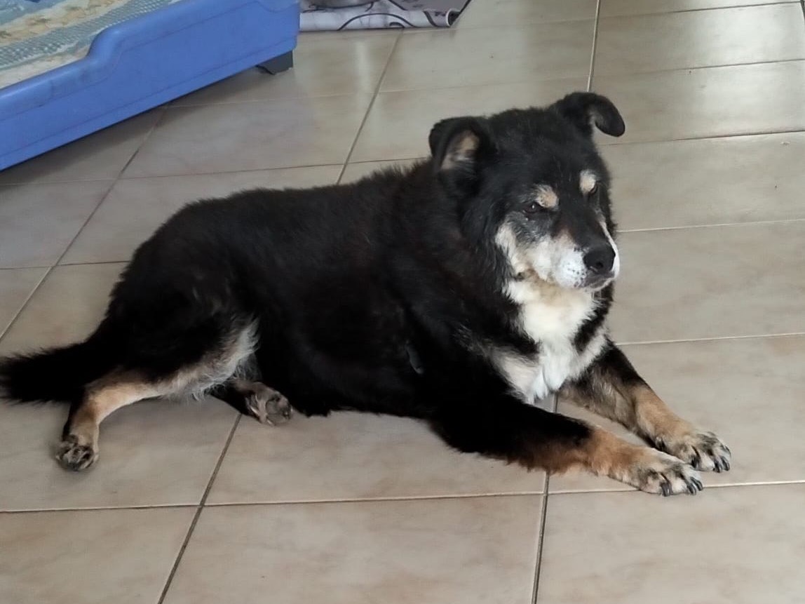 Adotta un cane, taglia media contenuta, maschio, Catanzaro