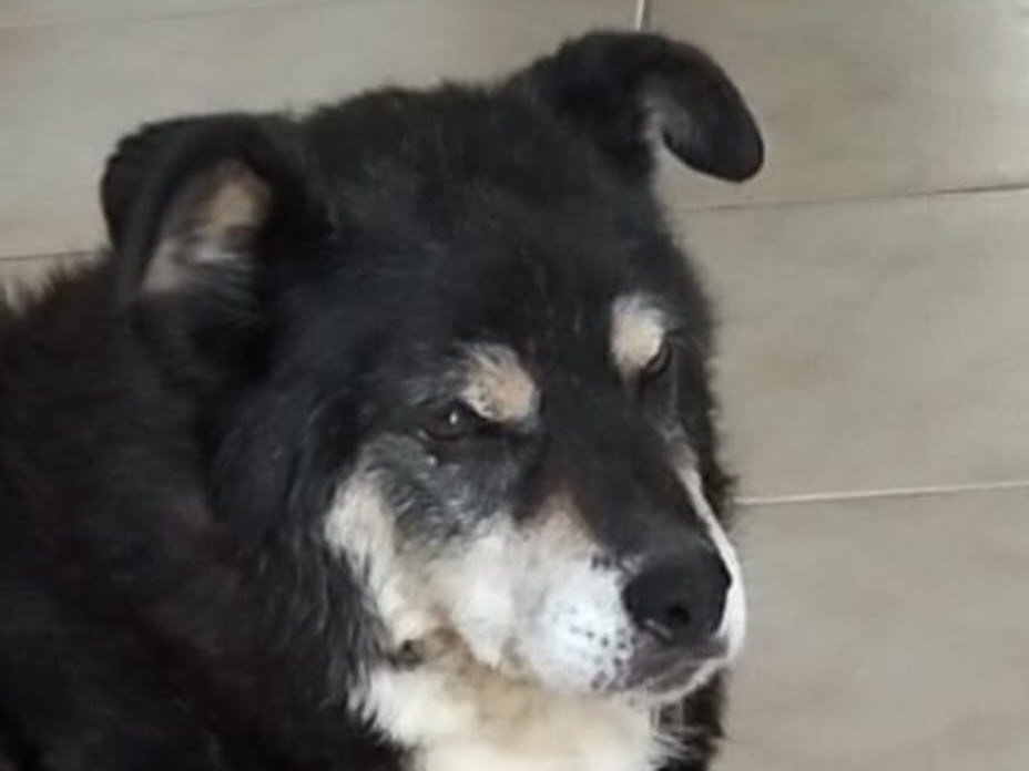 Vuoi adottare un cane a Catanzaro?