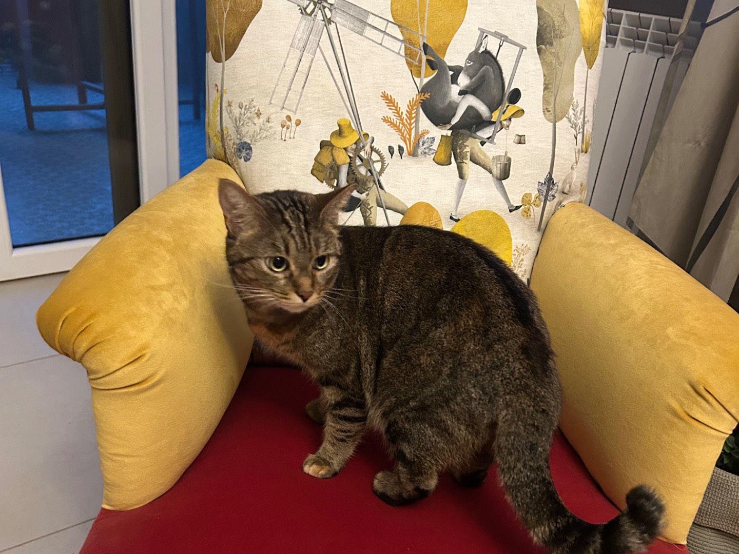 Adozione gatto, femmina, Razza sconosciuta Razza sconosciuta, 2 anni e 3 mesi, taglia non valida, Piacenza
