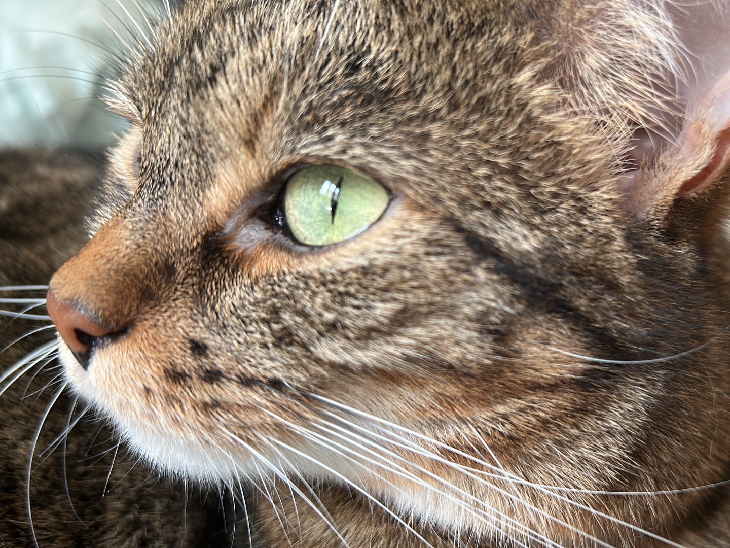 Adotta un gatto, femmina, 2 anni e 3 mesi, Piacenza