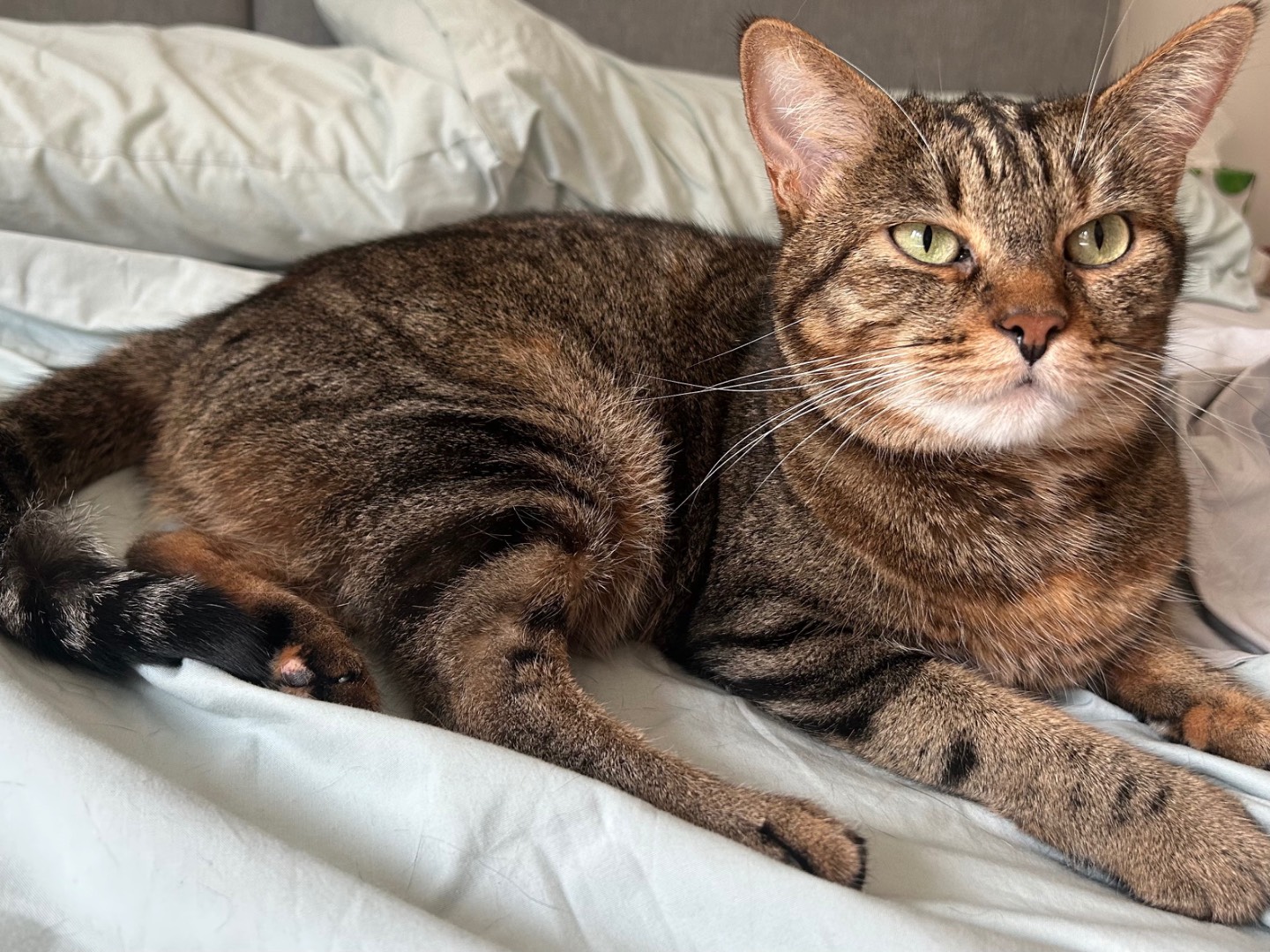 Adotta un gatto, taglia non valida, femmina, Piacenza