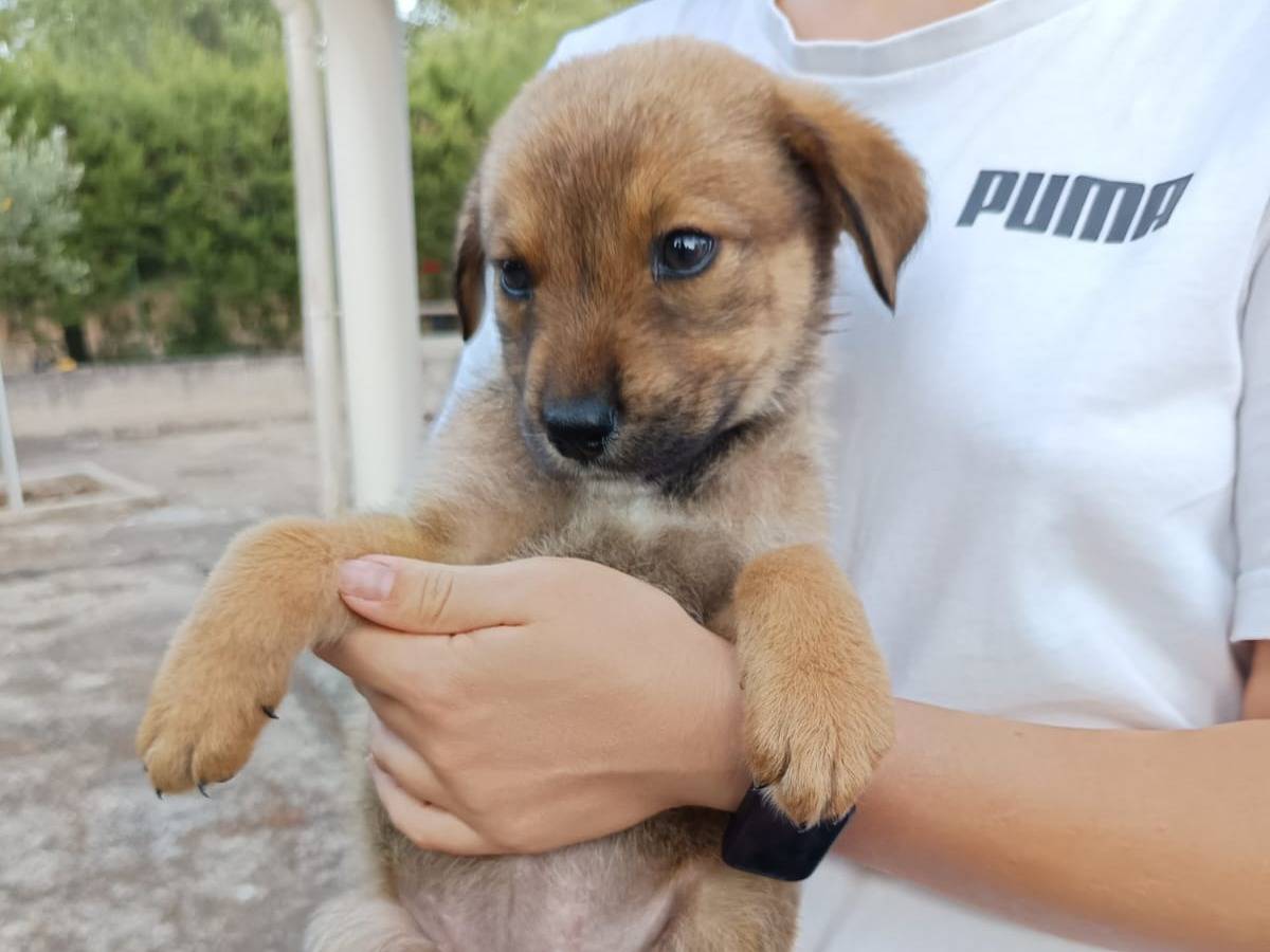 Vuoi adottare un cane a Piacenza?