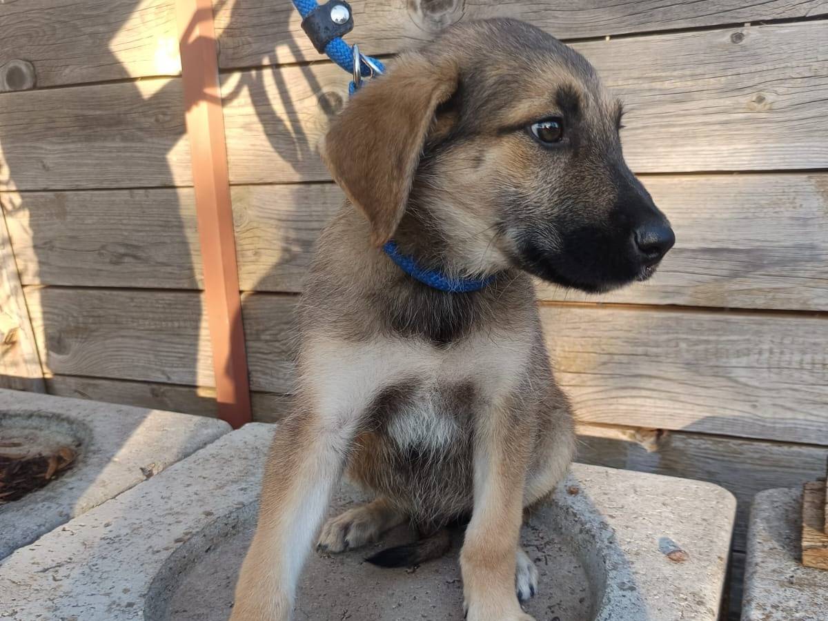Vuoi adottare un cane a Bologna?