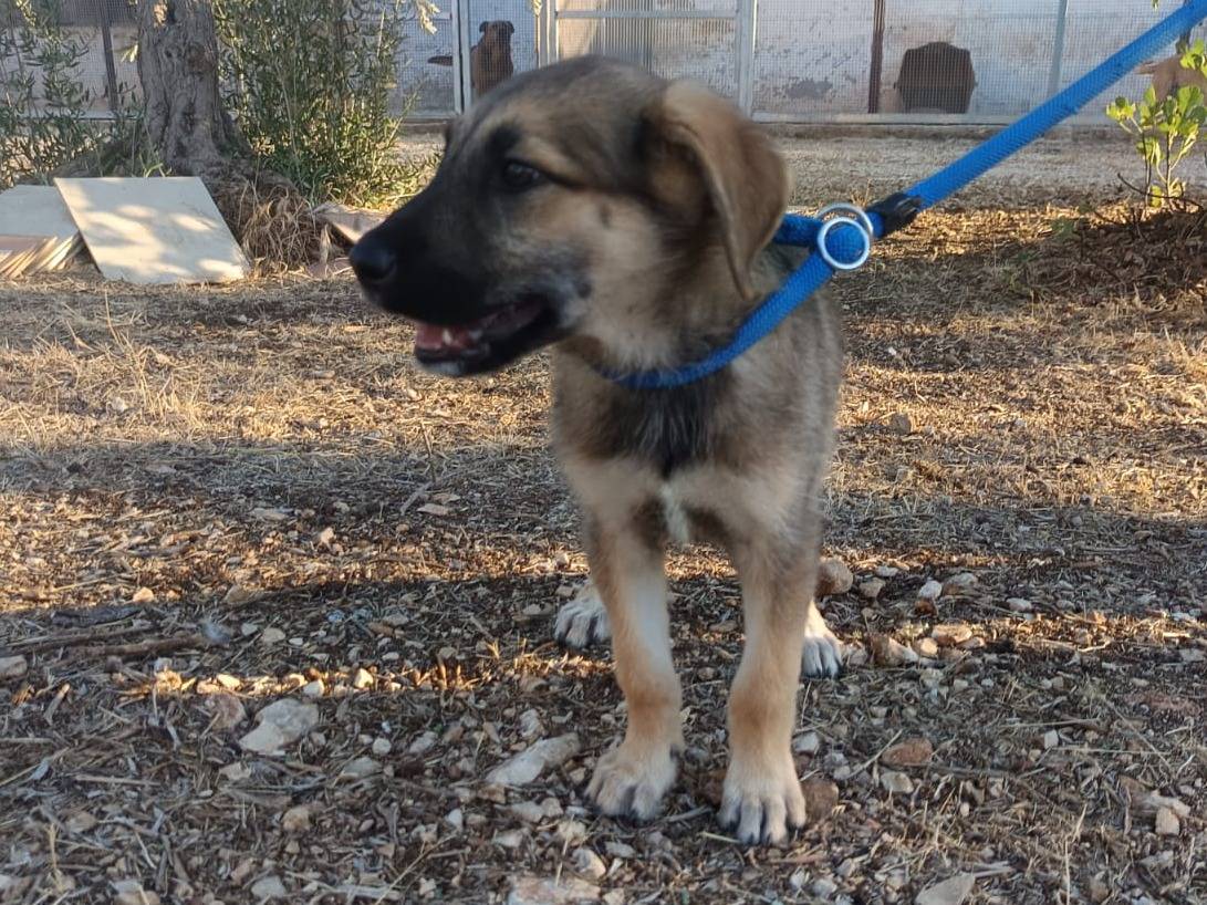Adotta il cane Egon a Bologna