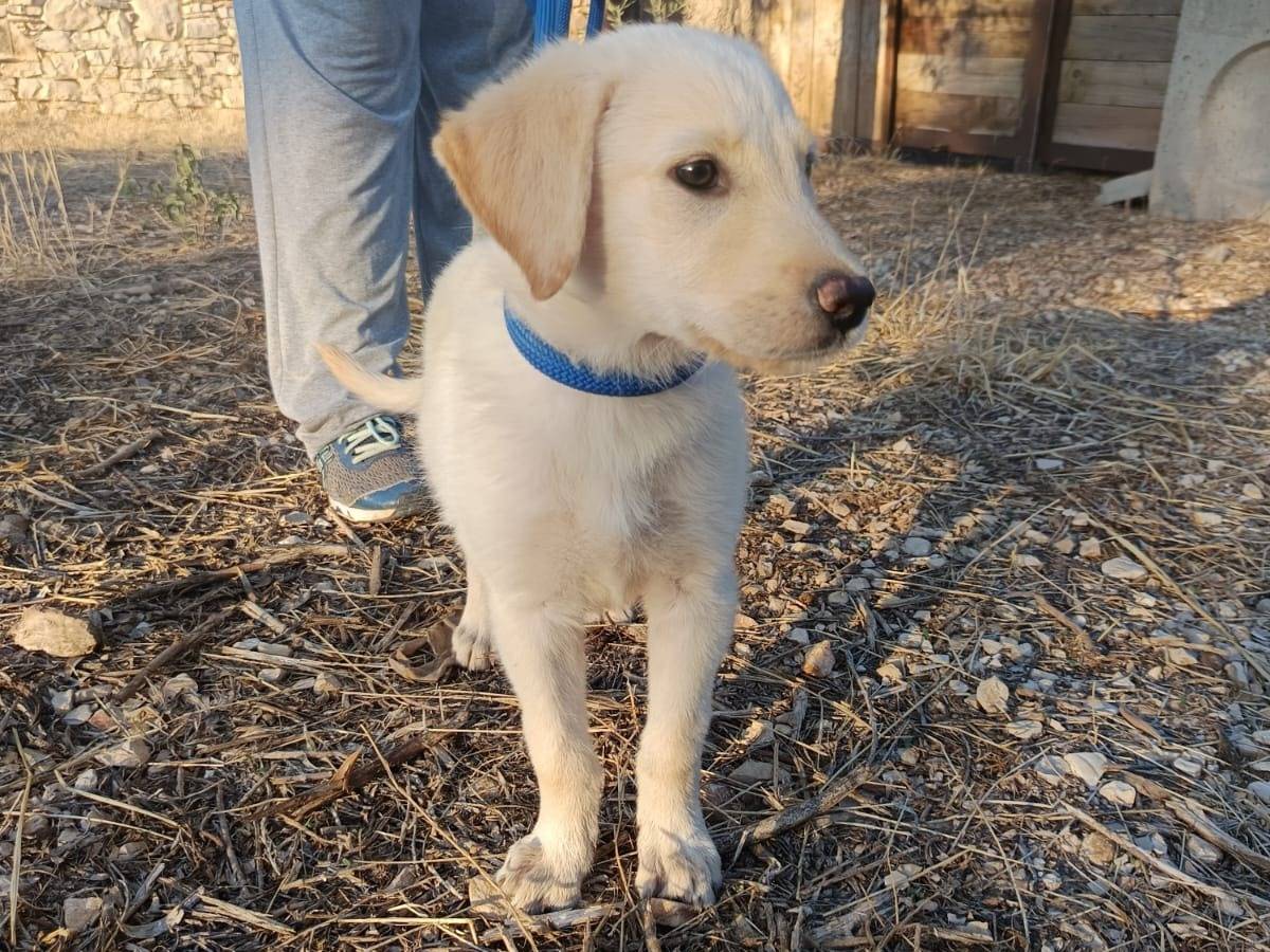 Adozione cane, femmina, Labrador Retriever Labrador Retriever, 2 mesi, taglia media, Brescia