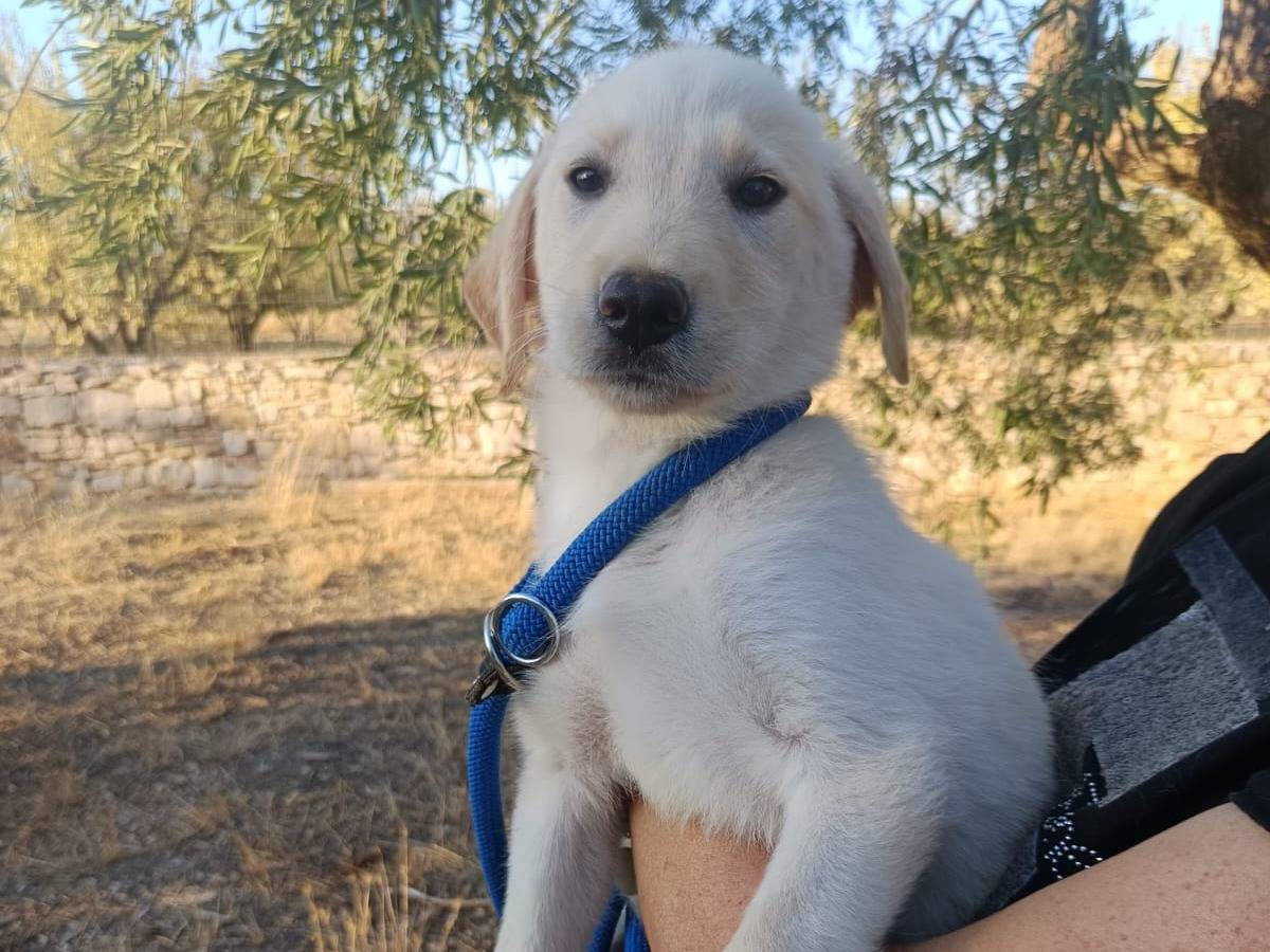 Adotta un cane, femmina, 2 mesi, Brescia