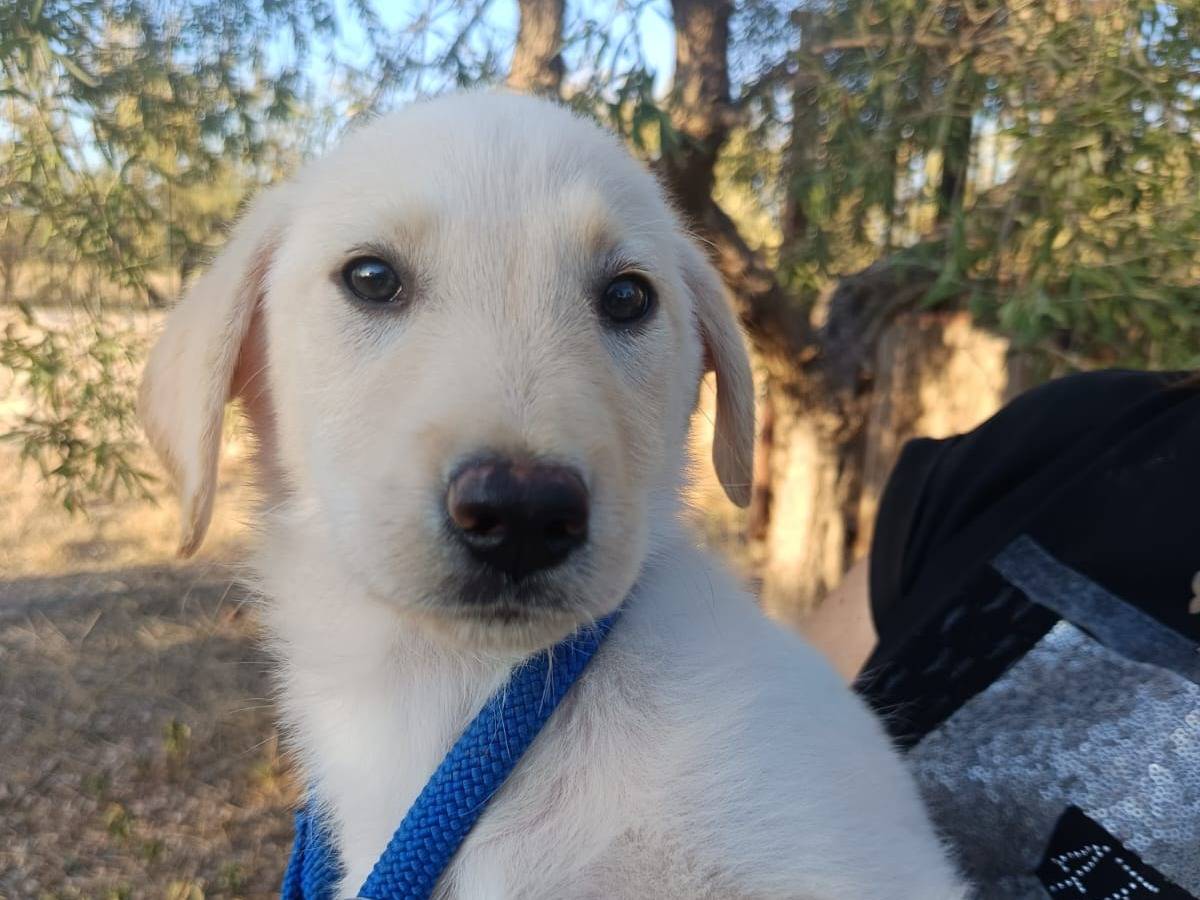 Adotta il cane Sylla a Brescia