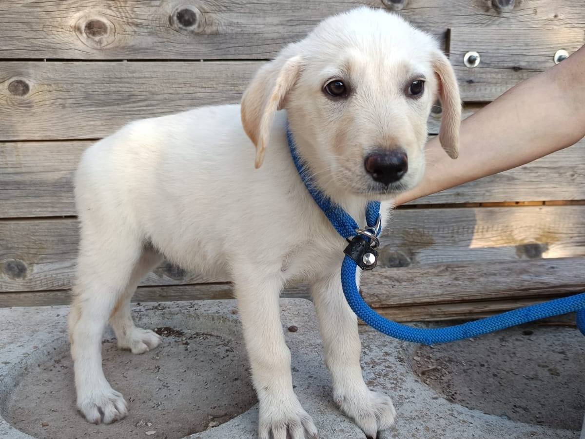 Vuoi adottare un cane a Rimini?
