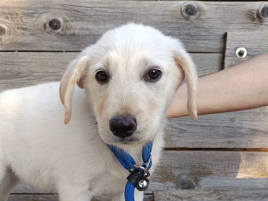 Adotta il cane Iris a Rimini