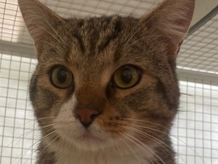 Adozione gatto, maschio, Razza sconosciuta Razza sconosciuta, 3 anni e 4 mesi, taglia non valida, Milano