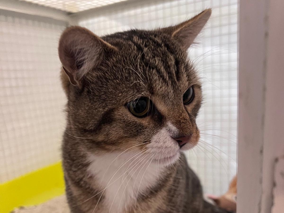 Adotta un gatto, maschio, 3 anni e 4 mesi, Milano