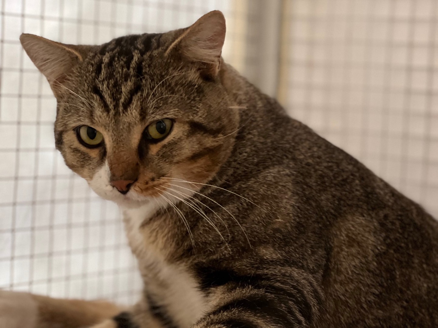 Adotta un gatto, taglia non valida, maschio, Milano