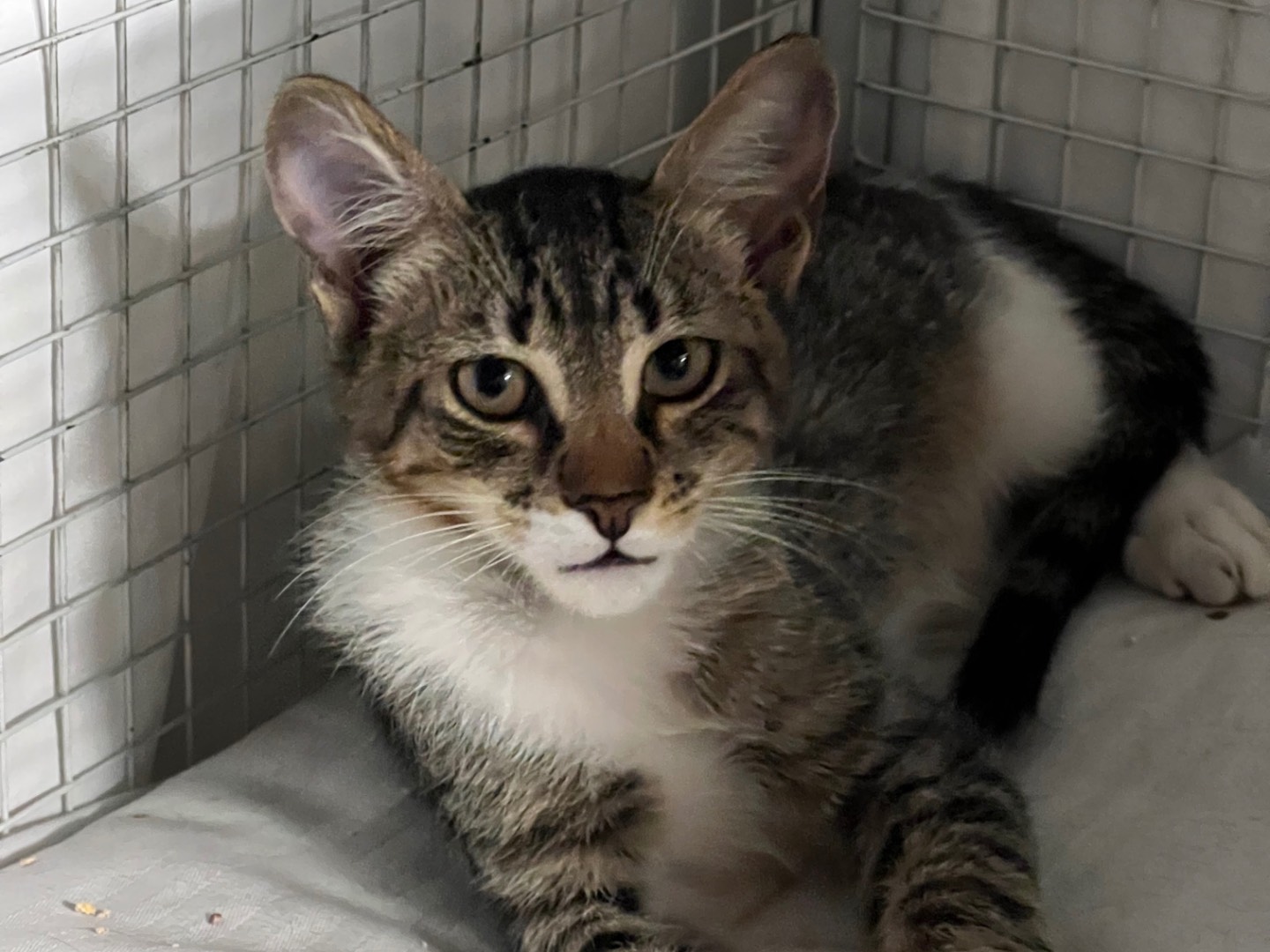 Adozione gatto, maschio, Razza sconosciuta Razza sconosciuta, 2 mesi, taglia non valida, Milano