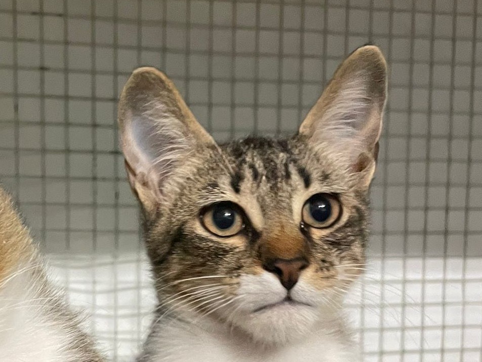 Adotta un gatto, taglia non valida, maschio, Milano