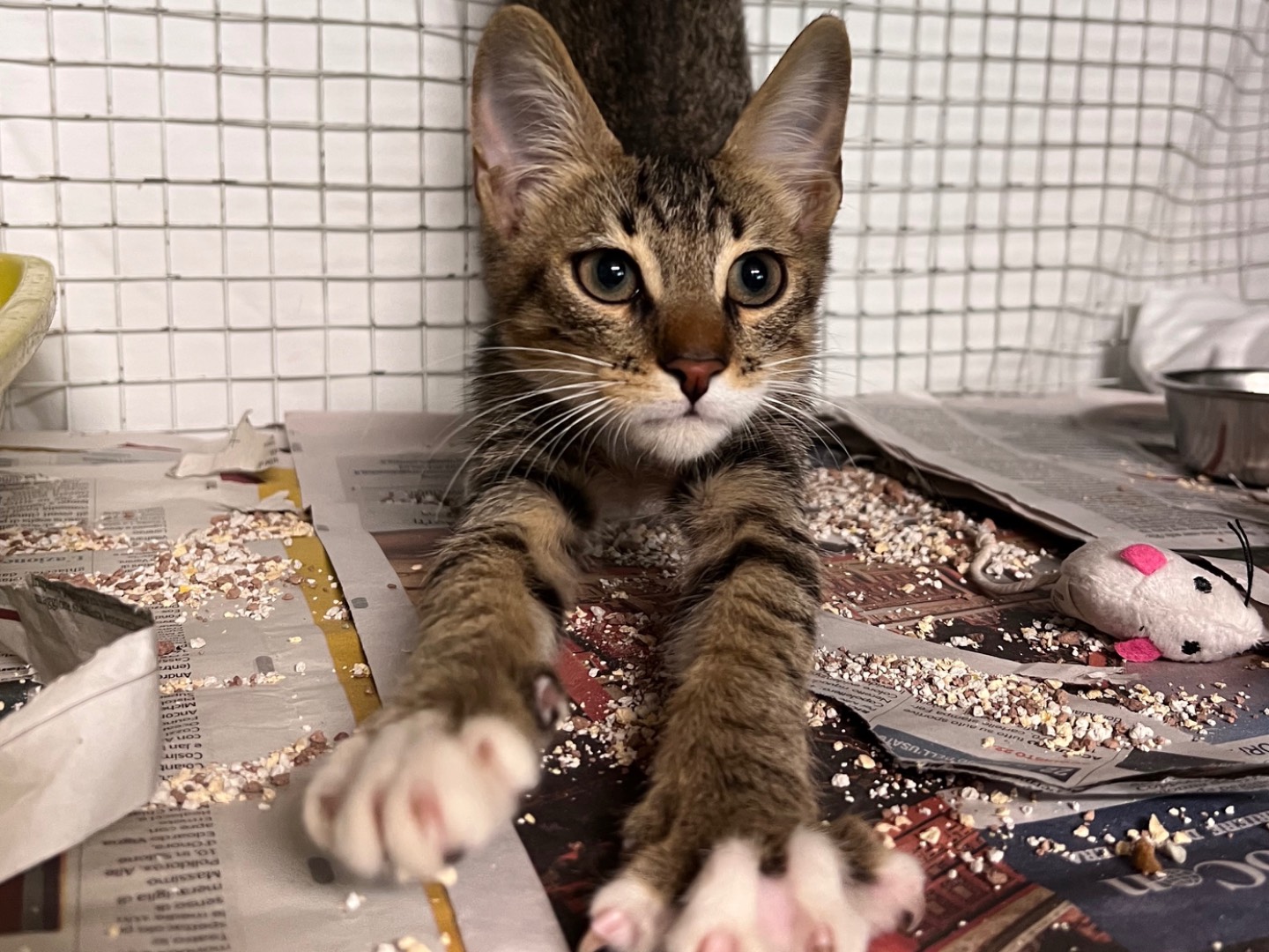 Adozione gatto, maschio, Razza sconosciuta Razza sconosciuta, 3 mesi, taglia non valida, Milano