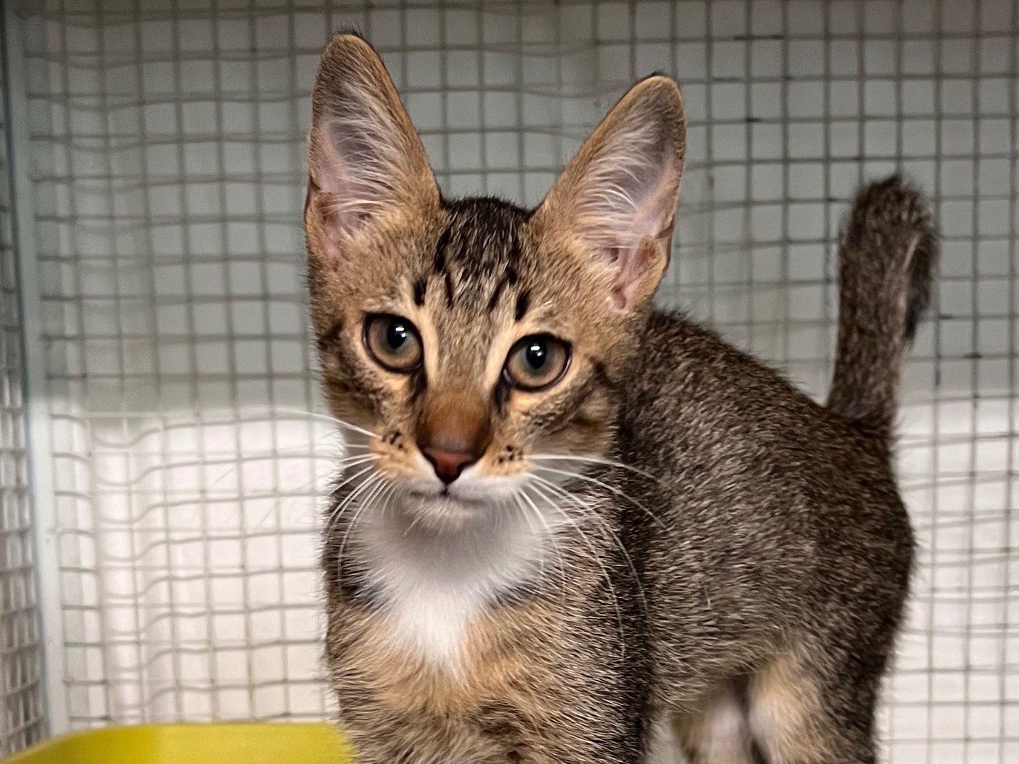 Adotta un gatto, maschio, 3 mesi, Milano
