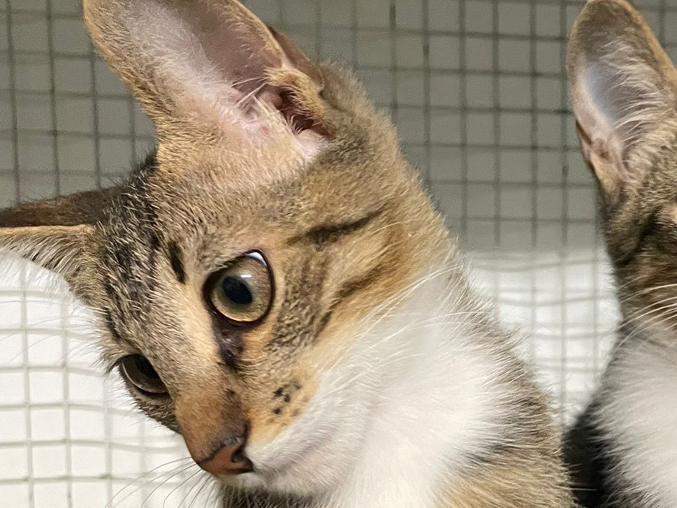 Adotta un gatto, taglia non valida, maschio, Milano