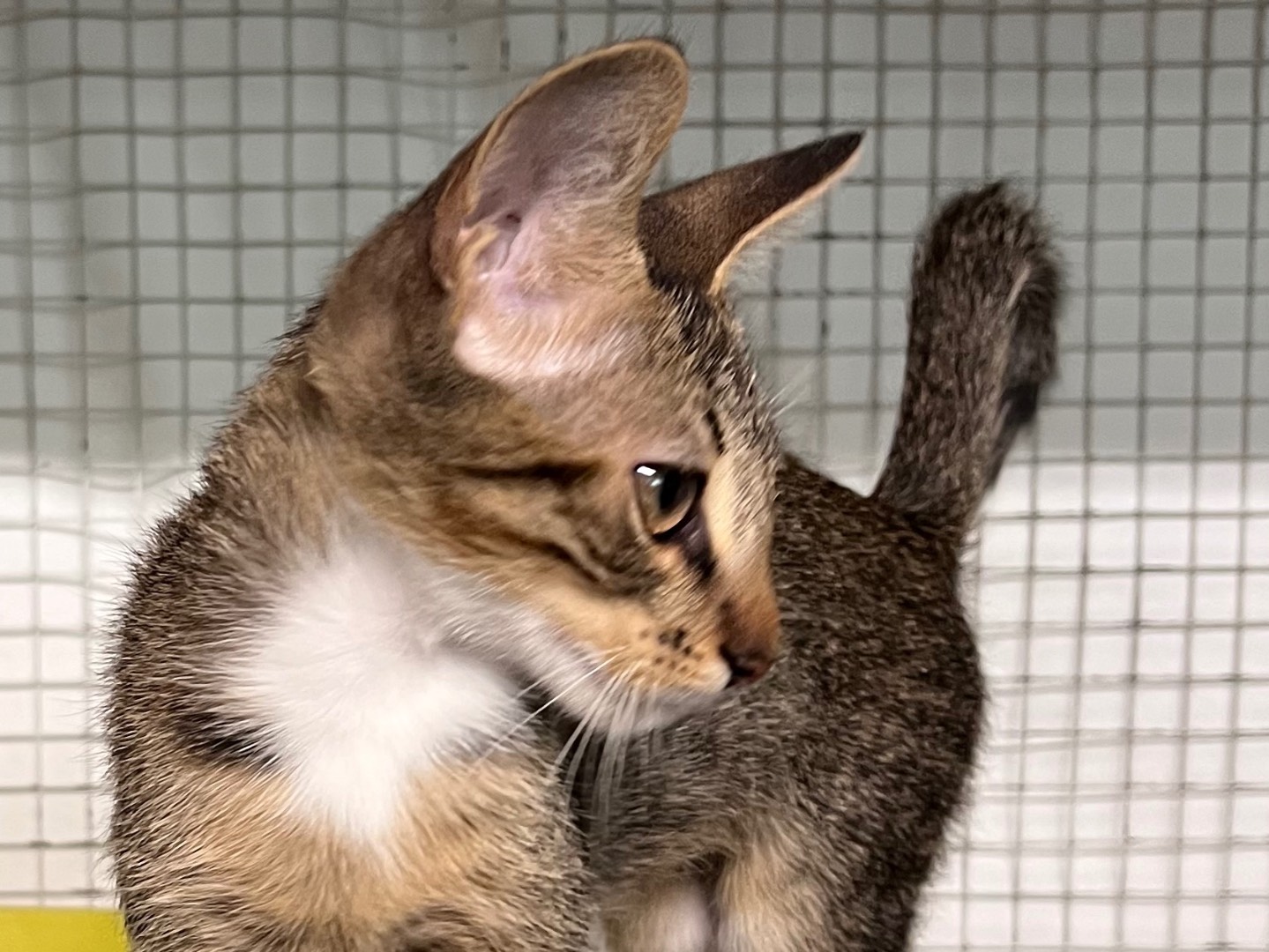 Vuoi adottare un gatto a Milano?