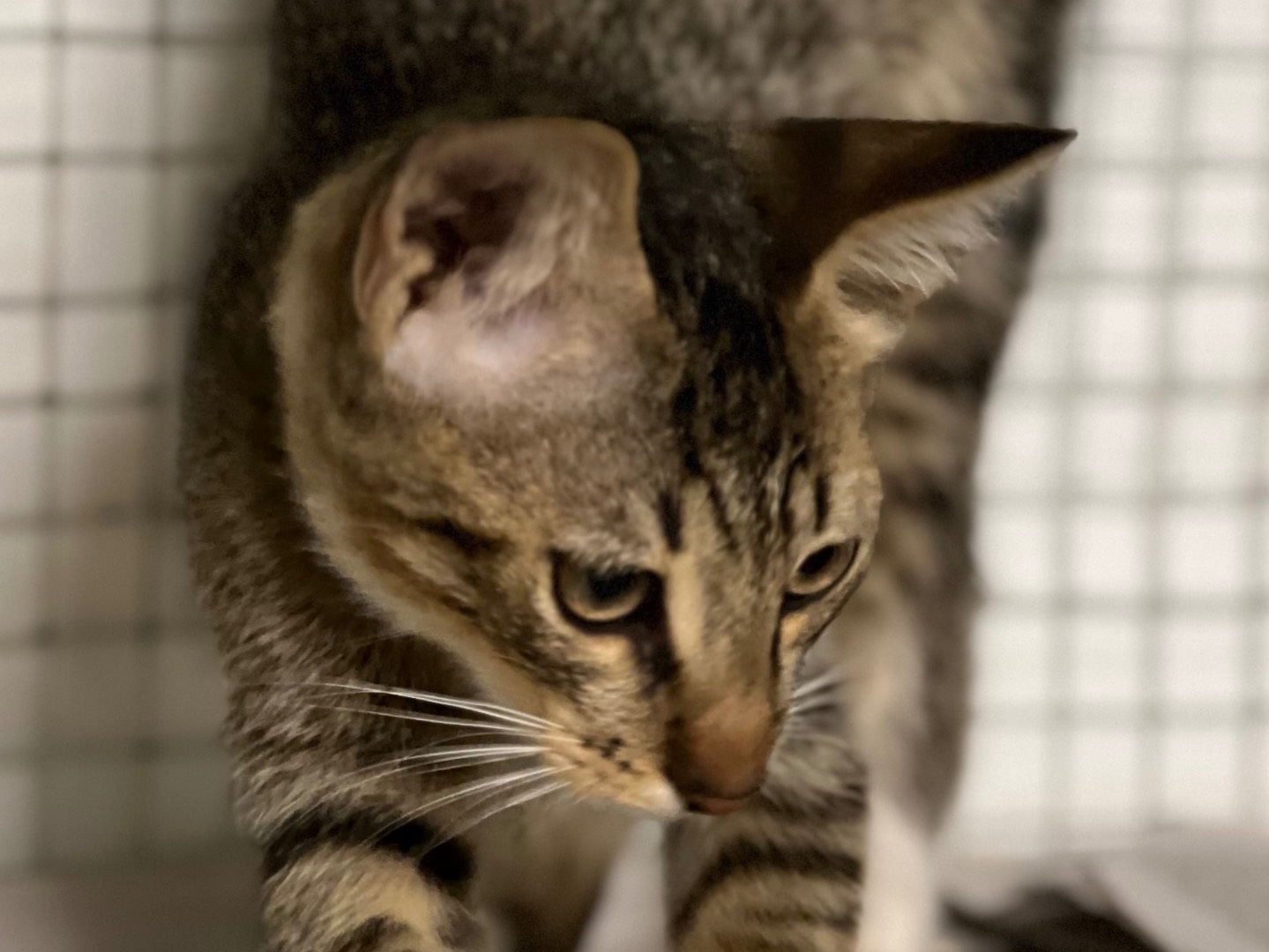Adotta il gatto Chicco a Milano