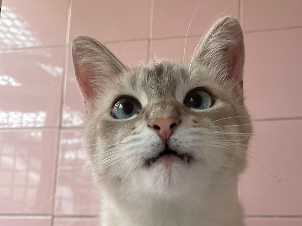 Adozione gatto, maschio, Siamese Razza sconosciuta, 1 anno e 6 mesi, taglia non valida, Milano