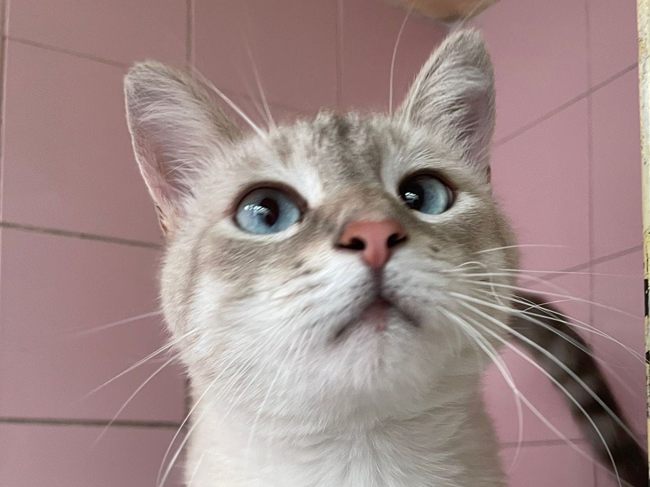 Adotta un gatto, maschio, 1 anno e 6 mesi, Milano