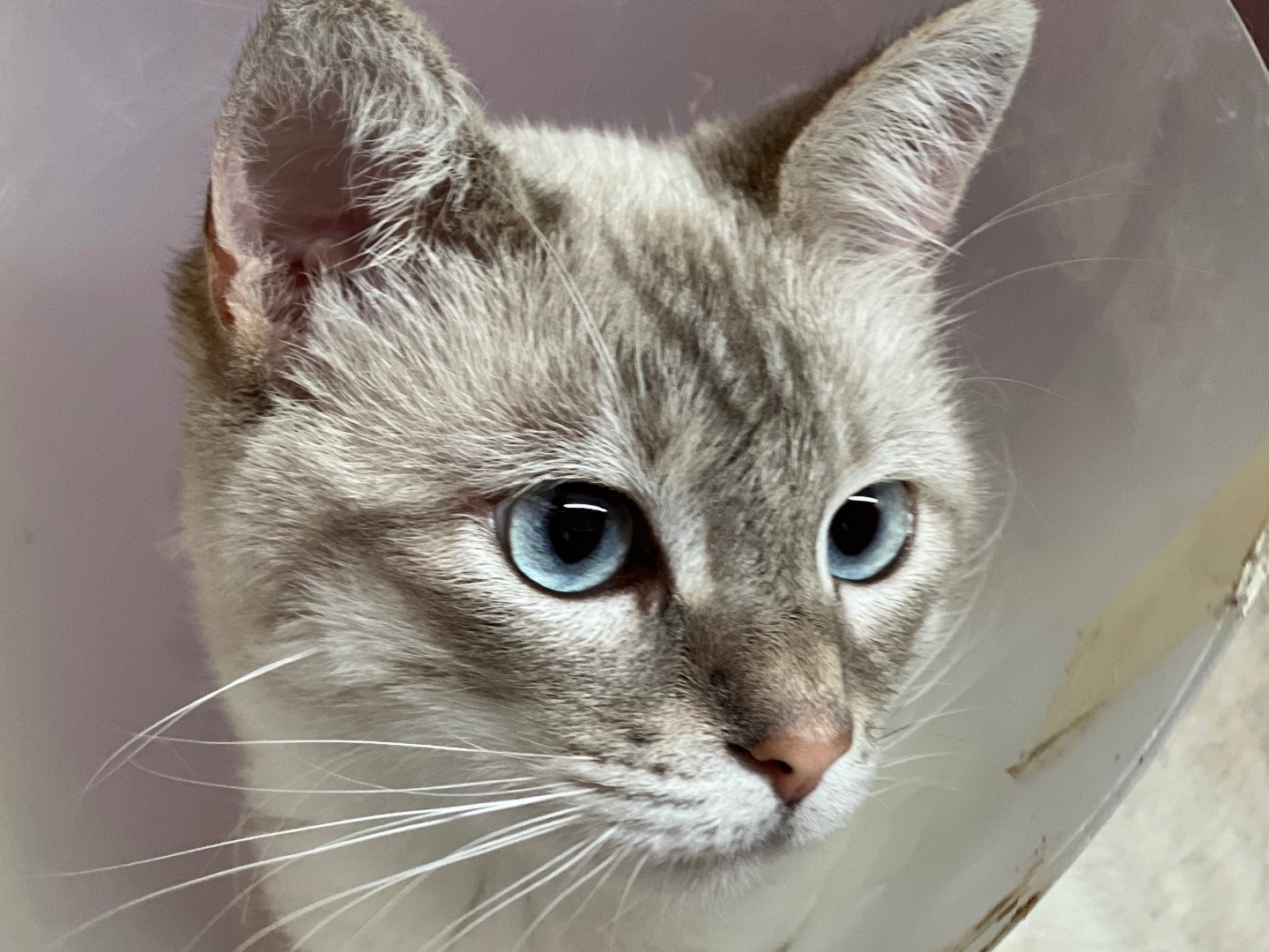Adotta un gatto, taglia non valida, maschio, Milano