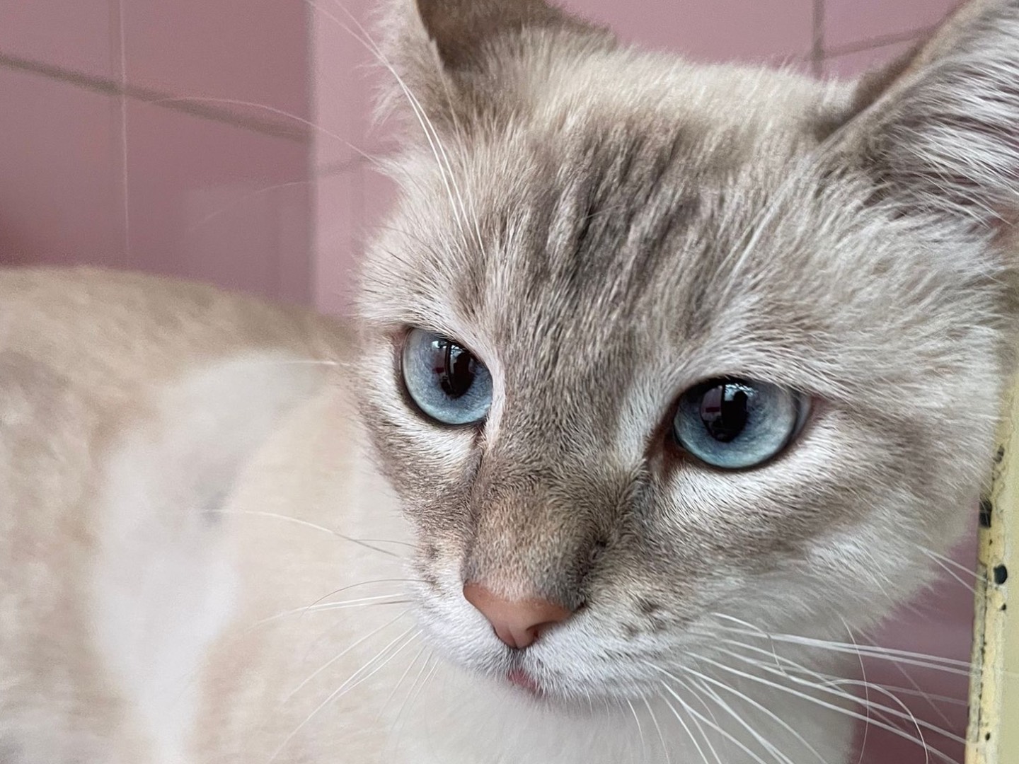 Vuoi adottare un gatto a Milano?