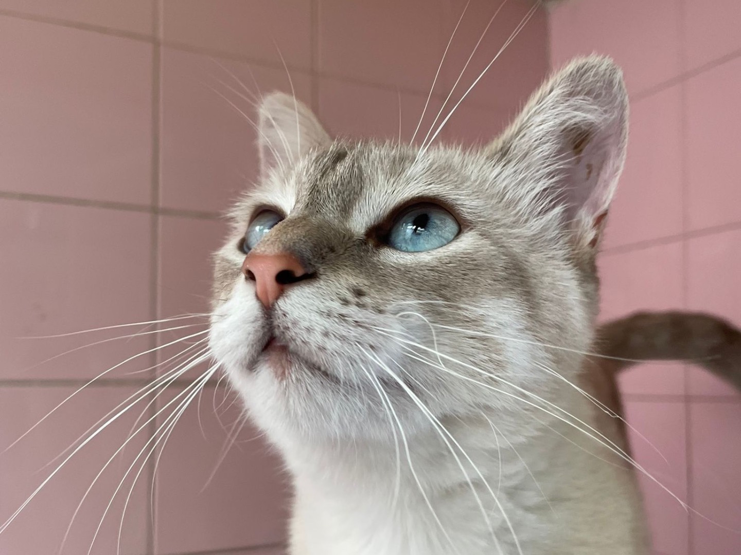 Adotta il gatto Blu a Milano