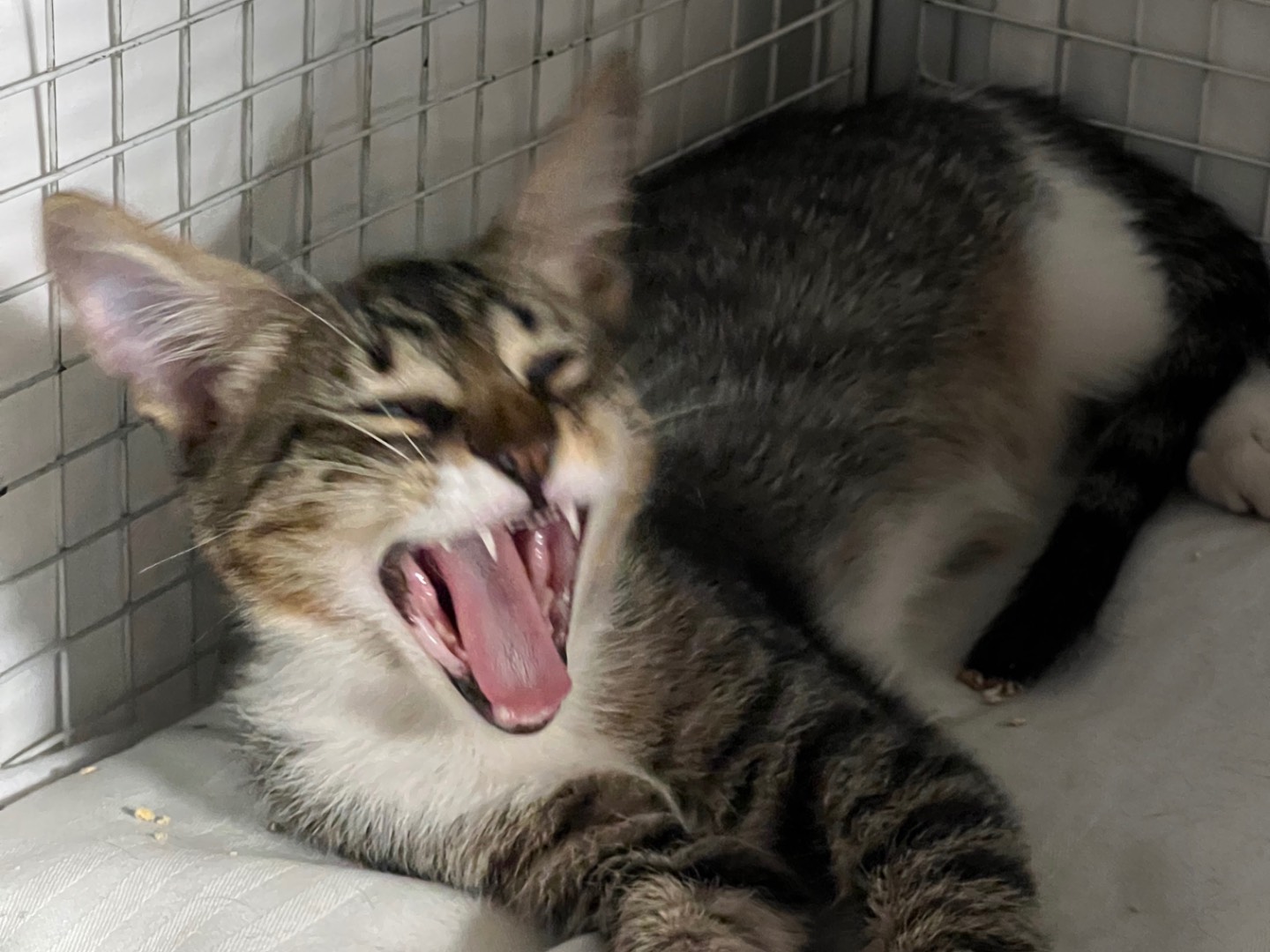 Adotta il gatto Giò a Milano