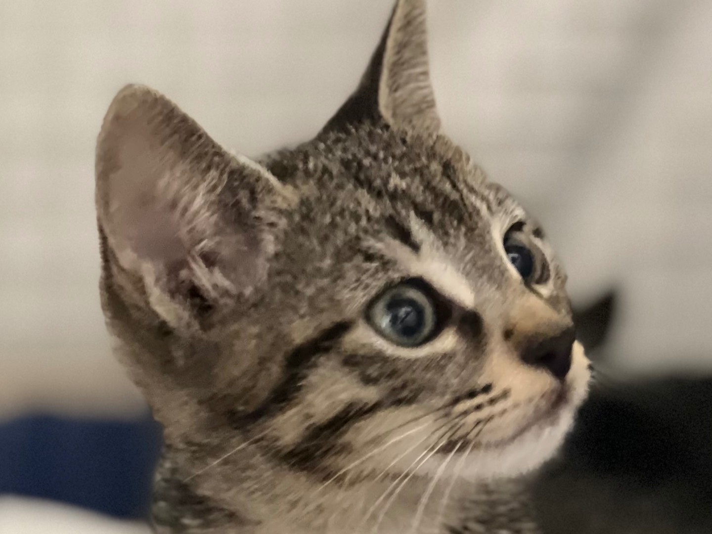 Adotta un gatto, maschio, 2 mesi, Milano