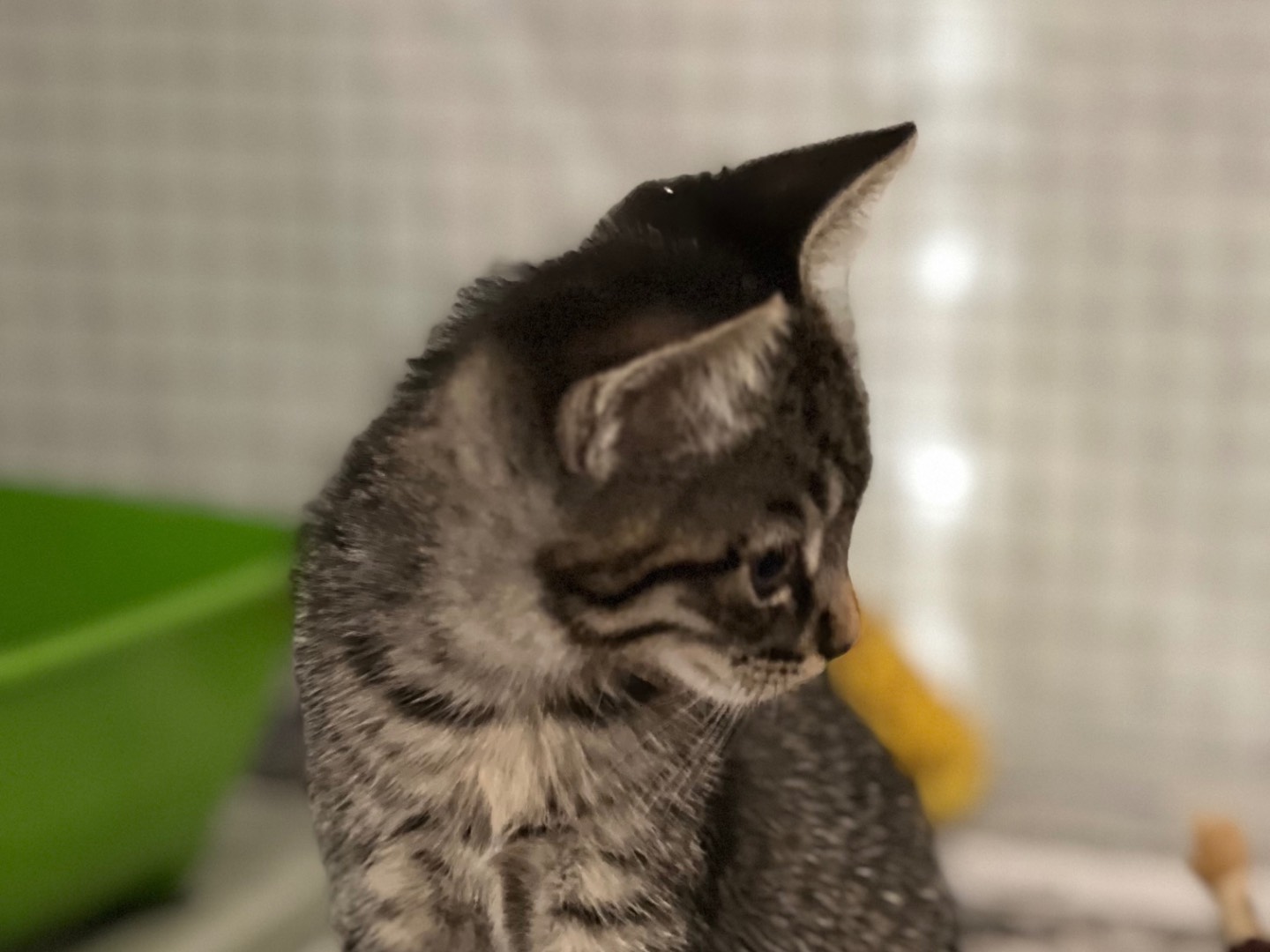 Adozione gatto, maschio, Razza sconosciuta Razza sconosciuta, 2 mesi, taglia non valida, Milano