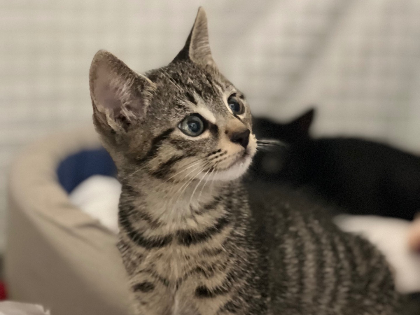 Adotta un gatto, maschio, 2 mesi, Milano