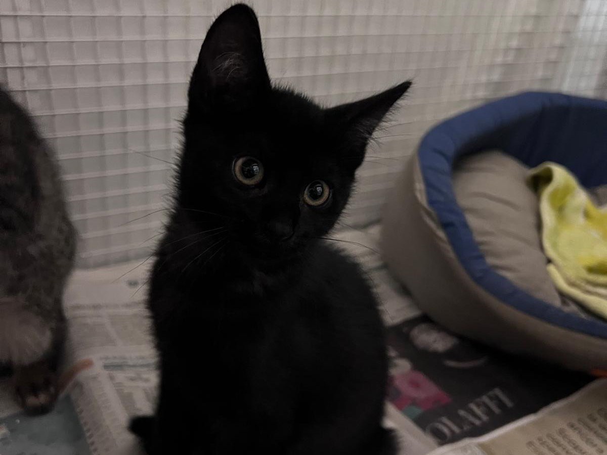 Adozione gatto, maschio, Razza sconosciuta Razza sconosciuta, 2 mesi, taglia non valida, Milano